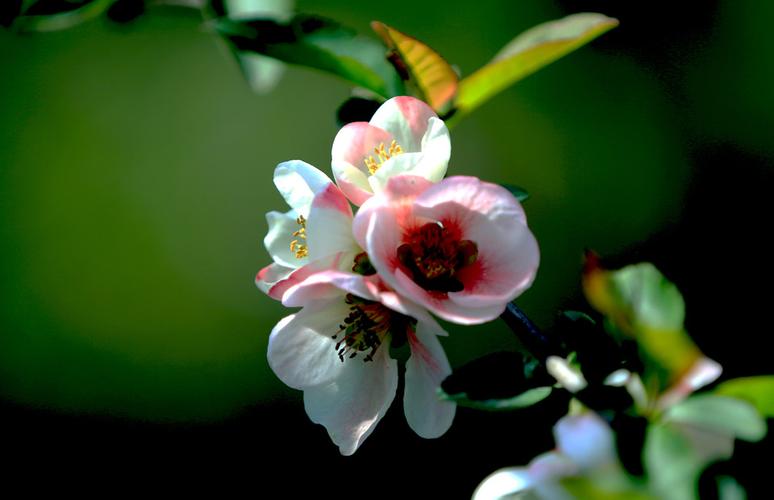 香菇汤的简单家常做法_香菇汤的简单家常做法大全