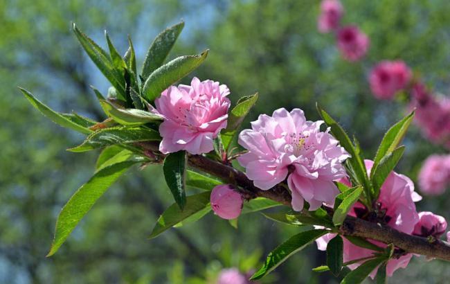 香菇的做法大全素炒菜_香菇的做法大全